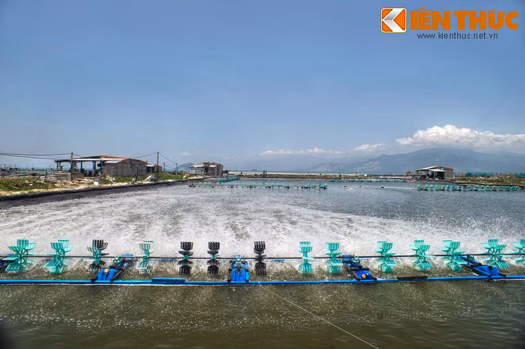 Ngoài tiềm năng phát triển du lịch vịnh Vân Phong có những lợi thế cho việc xây dựng cảng trung chuyển quốc tế và phát triển nghề đánh bắt nuôi hải sản. Các hải sản nổi tiếng nhất vùng này là tôm hùm, cá bớp, hào...