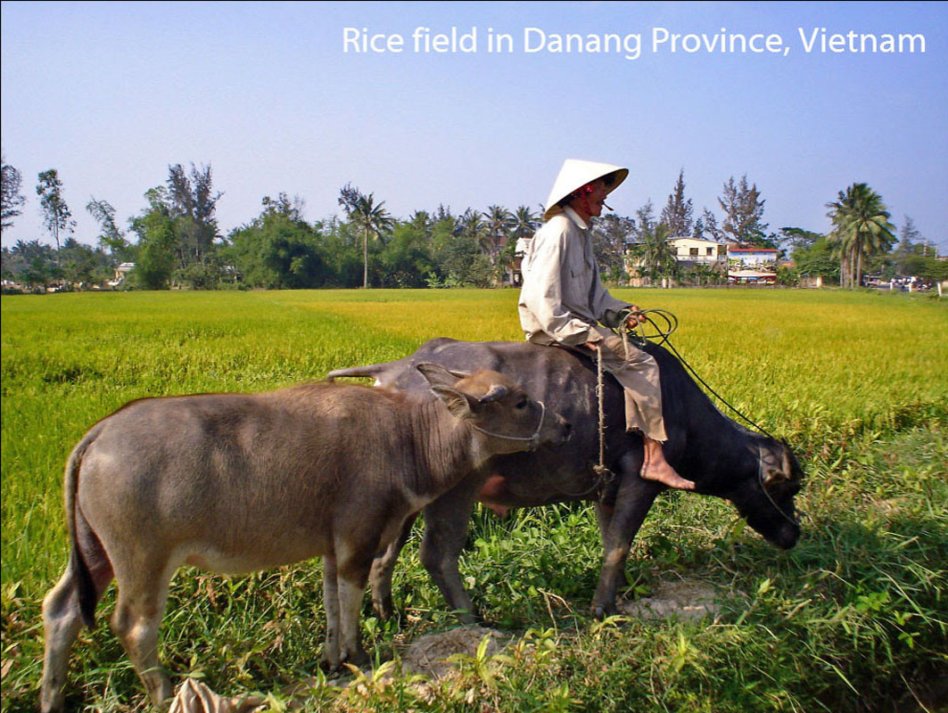 Trên đồng lúa ở ngoại ô Đà Nẵng. Ảnh: Cometosea.us.