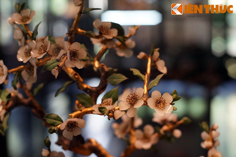 Vào giai đoạn hưng thịnh của nhà Nguyễn, các cây "cành vàng lá ngọc" đã hiện diện rất nhiều trong các cung điện, lăng tẩm vua chúa ở Huế.