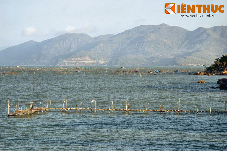 Tôm hùm là đặc sản của vịnh Nha Phu. Có thể nhận ra các khu vực đánh bắt và nuôi tôm hùm nằm trong lòng vịnh qua những những chiếc cọc được cắm theo hàng lối.