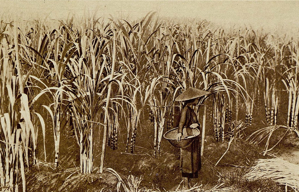 Tại một ruộng mía ở miền Bắc. Ảnh: Gallica.bnf.fr.