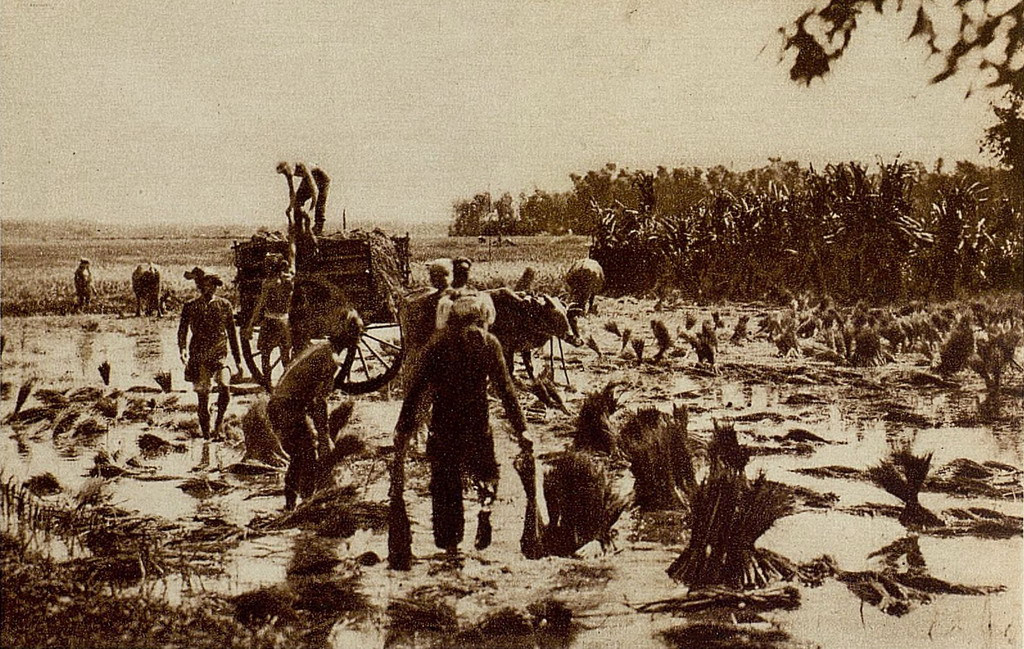 Nông dân cấy lúa trên đồng. Ảnh: Gallica.bnf.fr.