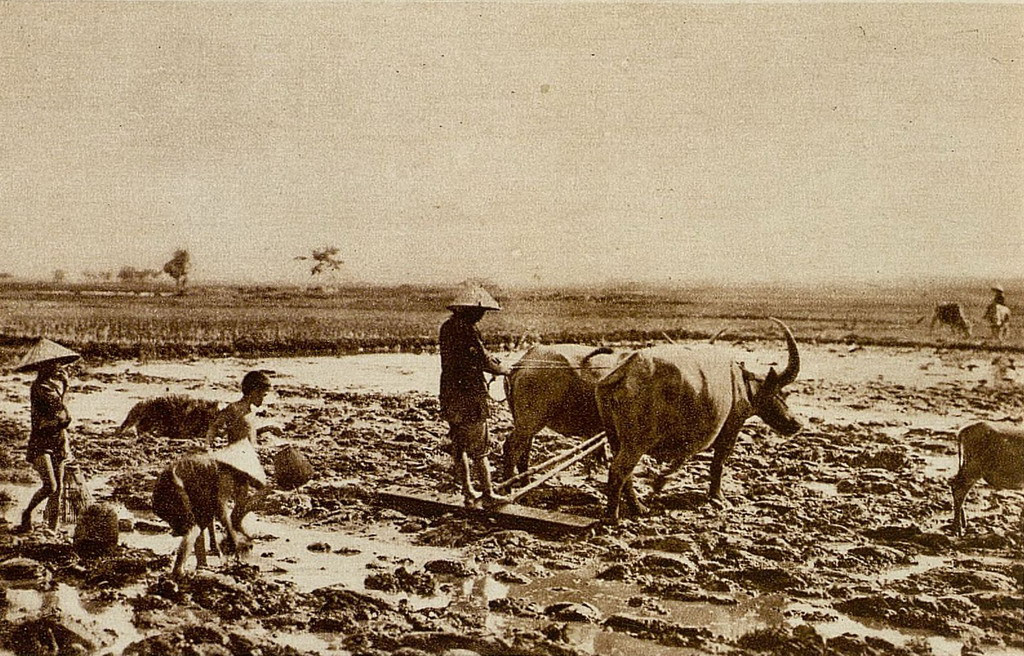Cảnh cày bừa trên ruộng đồng Nam Bộ. Ảnh: Gallica.bnf.fr.