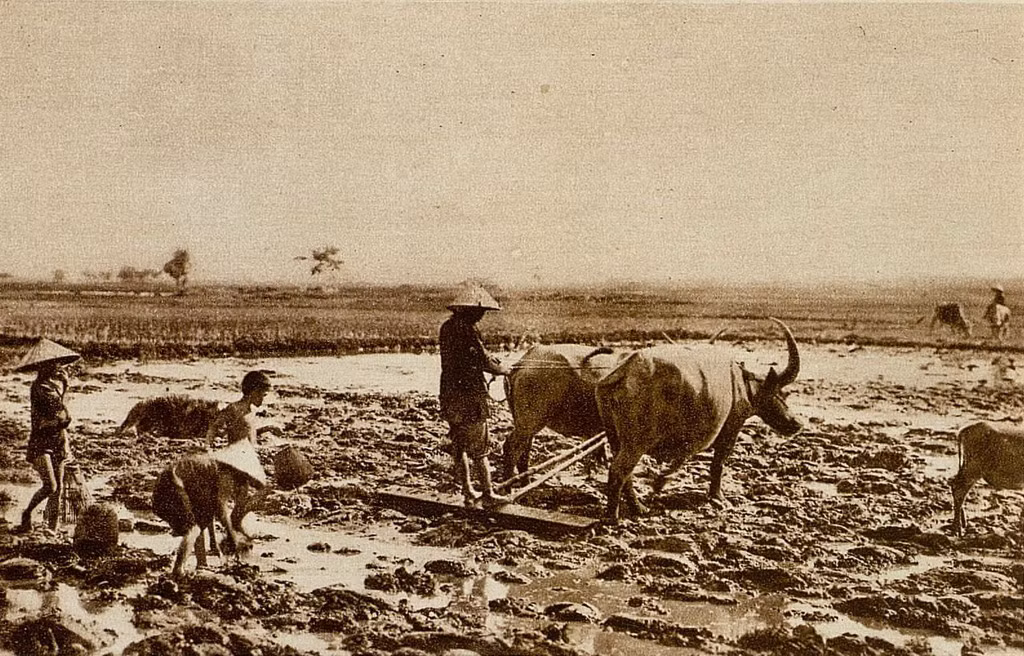 Cảnh cày bừa trên ruộng đồng Nam Bộ. Ảnh: Gallica.bnf.fr.