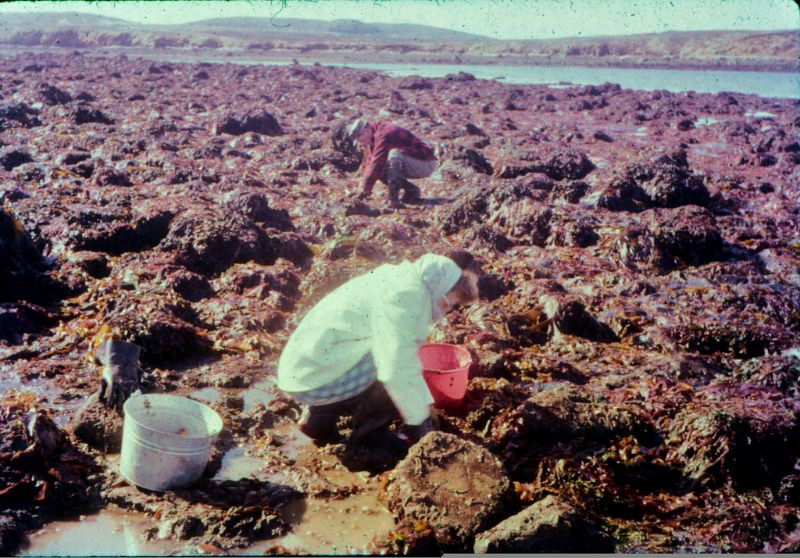 Người dân thu nhặt sò ở Sand Point, 1962. Ảnh: Kurt Clark Flickr.