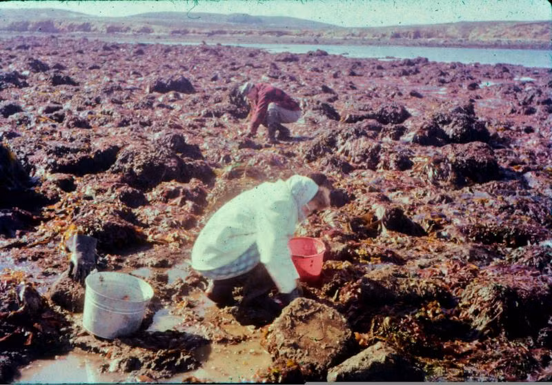 Người dân thu nhặt sò ở Sand Point, 1962. Ảnh: Kurt Clark Flickr.