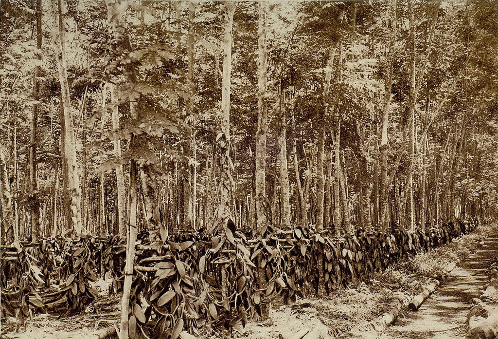 Đồn điền vani ở Biên Hòa, Đồng Nai. Ảnh: Gallica.bnf.fr.