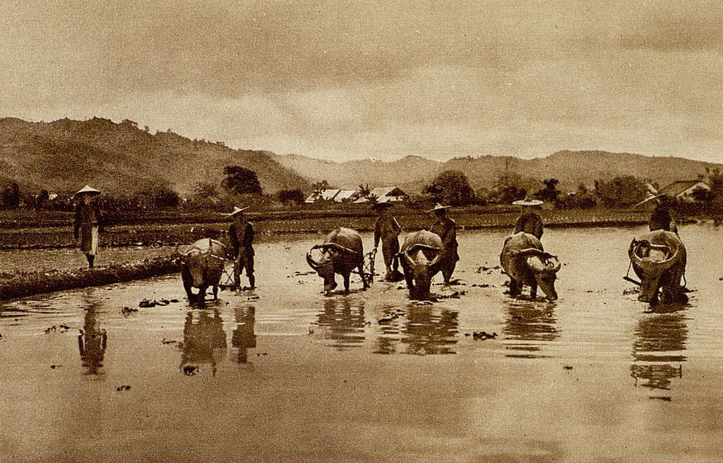 Những người nông dân cày bừa bằng trâu trên đồng ruộng. Ảnh: Gallica.bnf.fr.