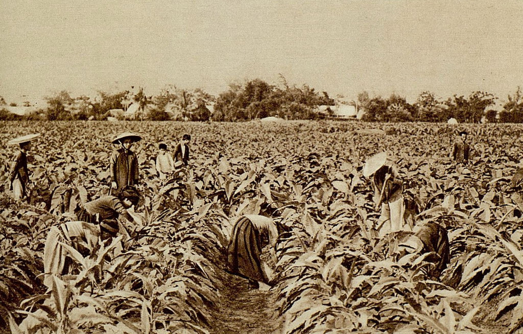 Nông dân thu hoạch lá tại một vùng trồng cây thuốc lá. Ảnh: Gallica.bnf.fr.