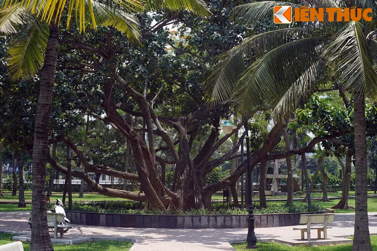 Tham cay da Bac Ho trong giua Thu do Ha Noi