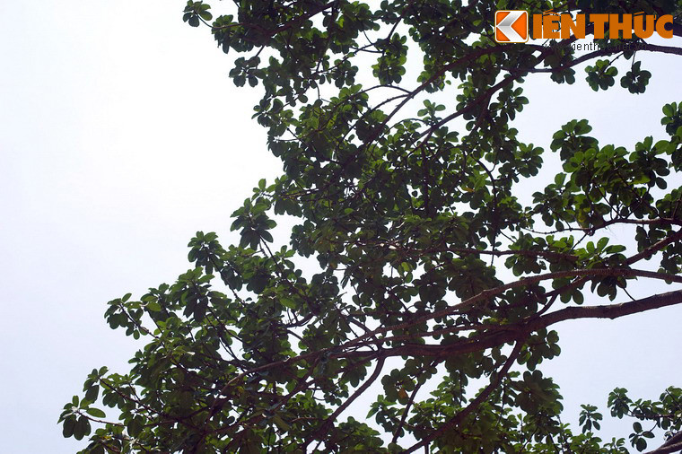 Từ một cây đa nhỏ, sau gần 60 năm, cây đa Bác Hồ đã vươn lên xanh tốt che bóng mát cả một vùng công viên.