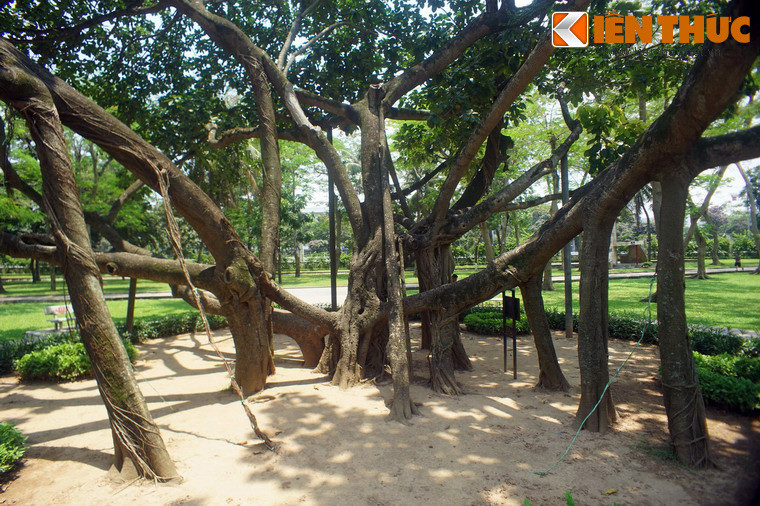 Vào buổi sáng ngày 11/1/1960, trong không khí sôi nổi của Tết trồng cây đầu tiên, Chủ tịch Hồ Chí Minh cùng đồng bào Thủ đô đã trồng cây ở Công viên Thống Nhất.