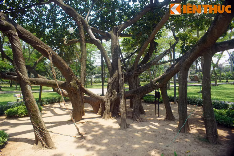 Vào buổi sáng ngày 11/1/1960, trong không khí sôi nổi của Tết trồng cây đầu tiên, Chủ tịch Hồ Chí Minh cùng đồng bào Thủ đô đã trồng cây ở Công viên Thống Nhất.