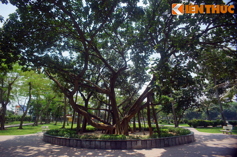 Được gọi là Cây đa Bác Hồ, cây đa này do chính tay Chủ tịch Hồ Chí Minh trồng, là một chứng tích lịch sử quan trọng của phong trào Tết trồng cây ở Việt Nam.