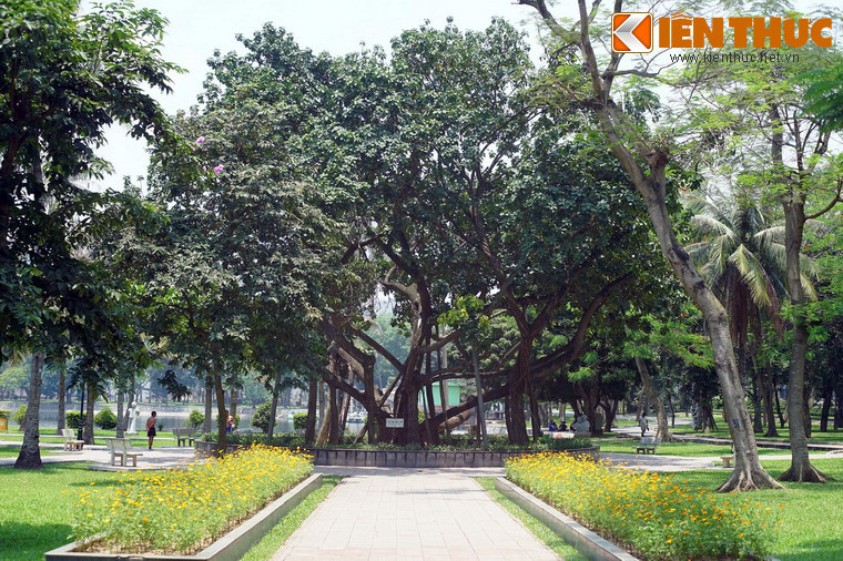 Từ rất lâu, Cây đa Bác Hồ đã thành không gian thư giãn của người dân trong khu vực, cũng như điểm đến của mỗi du khách khi ghé thăm Công viên Thống Nhất.