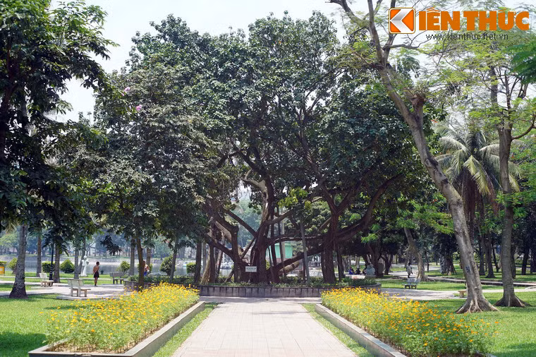 Từ rất lâu, Cây đa Bác Hồ đã thành không gian thư giãn của người dân trong khu vực, cũng như điểm đến của mỗi du khách khi ghé thăm Công viên Thống Nhất.