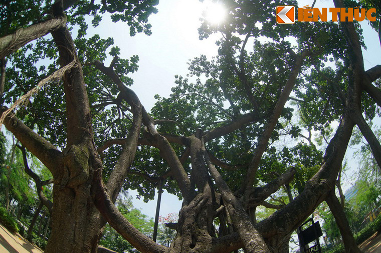 Tại đây, Người đã tự tay cầm xẻng, xúc đất vun cho một cây đa nhỏ. Trồng cây xong, Người trò chuyện thân mật với người dân về lợi ích của việc trồng cây. Người nói đại ý rằng, mấy năm trước nơi đây còn là bãi rác, nhờ có lao động của mọi người mà nay cây đã lên xanh tốt...