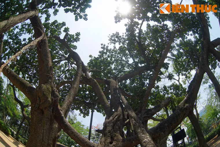 Tại đây, Người đã tự tay cầm xẻng, xúc đất vun cho một cây đa nhỏ. Trồng cây xong, Người trò chuyện thân mật với người dân về lợi ích của việc trồng cây. Người nói đại ý rằng, mấy năm trước nơi đây còn là bãi rác, nhờ có lao động của mọi người mà nay cây đã lên xanh tốt...