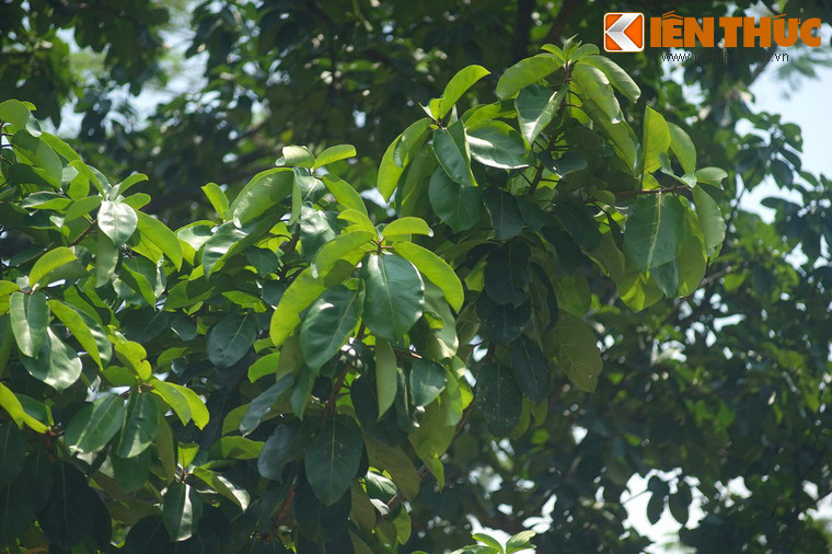 Dù Bác Hồ đi xa nhưng cây đa của Người trồng năm xưa vẫn vươn lên xanh tốt như biểu tượng cho sức sống trường tồn của một nhân cách thanh cao, giản dị, tràn đầy lòng yêu thiên nhiên, đồng bào và đất nước...