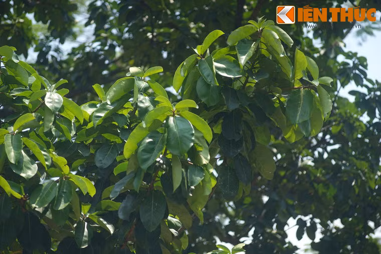 Dù Bác Hồ đi xa nhưng cây đa của Người trồng năm xưa vẫn vươn lên xanh tốt như biểu tượng cho sức sống trường tồn của một nhân cách thanh cao, giản dị, tràn đầy lòng yêu thiên nhiên, đồng bào và đất nước...