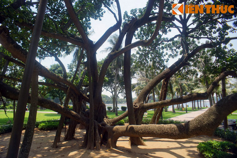 Công viên Thống Nhất – nơi diễn ra Tết trồng cây đầu tiên khi đó đang trong quá trình xây dựng. Theo lời kể của các những người cao tuổi ở địa phương, vào thập niên 1950, khu vực này vốn là vùng đầm hồ và bãi rác.