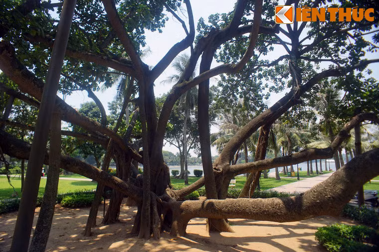 Công viên Thống Nhất – nơi diễn ra Tết trồng cây đầu tiên khi đó đang trong quá trình xây dựng. Theo lời kể của các những người cao tuổi ở địa phương, vào thập niên 1950, khu vực này vốn là vùng đầm hồ và bãi rác.