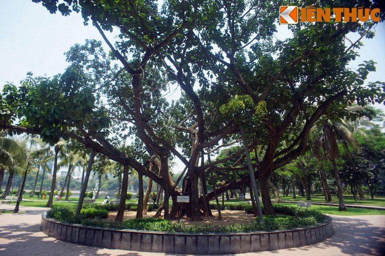 Câu chuyện khởi đầu từ ngày 28/11/1959, khi Bác Hồ với bút danh Trần Lực đã viết bài "Tết trồng cây" đǎng trên báo Nhân dân, phát động phong trào Tết trồng cây trên toàn miền Bắc.