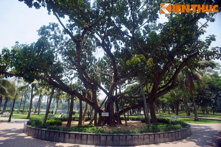 Câu chuyện khởi đầu từ ngày 28/11/1959, khi Bác Hồ với bút danh Trần Lực đã viết bài "Tết trồng cây" đǎng trên báo Nhân dân, phát động phong trào Tết trồng cây trên toàn miền Bắc.