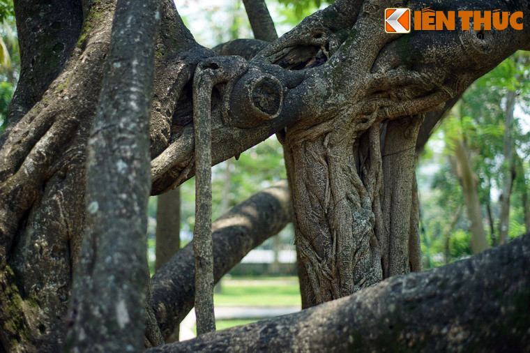 Cây đa này có nhiều rễ phụ từ buông xuống chạm đất đã bén rễ, phát triển thành các thân cây phụ, tạo nên những hình dáng rất ấn tượng.