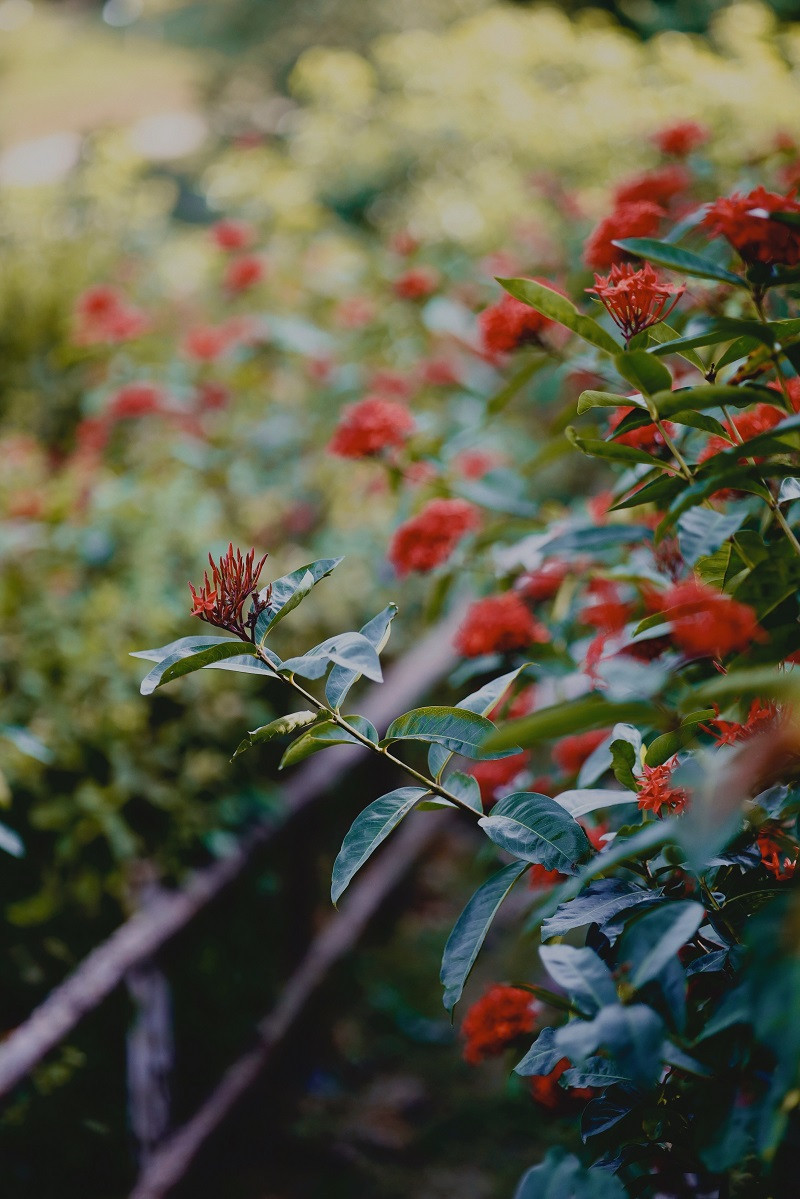 Khu vườn có cung đường hoa mẫu đơn đỏ nằm trên một sườn đồi dốc với bốn bề núi rừng xanh ngắt.