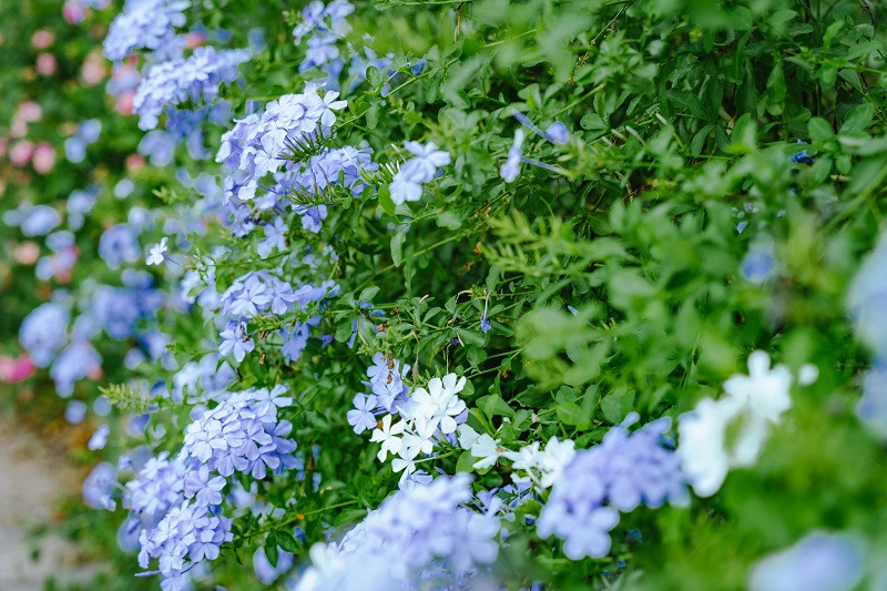 Gần đây, khu vườn cũng trở thành địa chỉ cắm trại của những bạn trẻ yêu thích thiên nhiên.