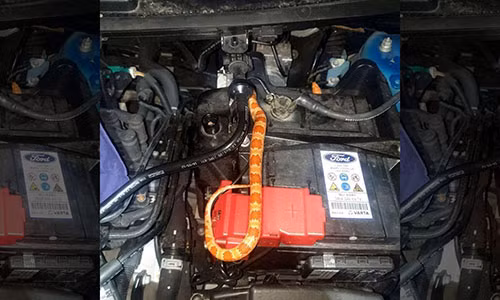 Ran tinh nghich chui vao o to, o li suot 3 ngay