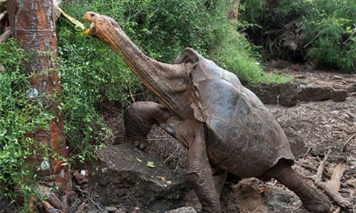 “Cu rua” khong lo 100 tuoi gay sot vi kha nang sinh san cao