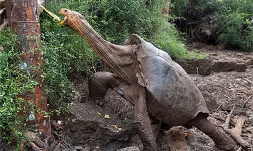 “Cu rua” khong lo 100 tuoi gay sot vi kha nang sinh san cao