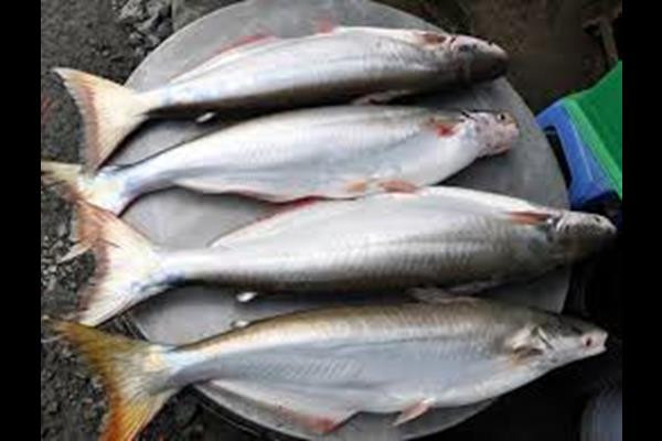 Cá bông lau là loại “lộc trời” chỉ xuất hiện từ khoảng tháng 11 đến tháng 3 hàng năm.