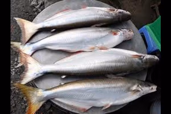 Cá bông lau là loại “lộc trời” chỉ xuất hiện từ khoảng tháng 11 đến tháng 3 hàng năm.