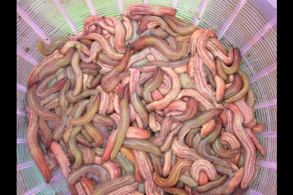 Rươi là loại “lộc trời” quen thuộc tại khu vực miền Bắc. Mùa rươi bắt đầu từ tháng 9 – 11 âm lịch.