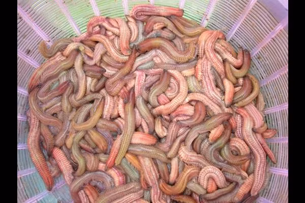 Rươi là loại “lộc trời” quen thuộc tại khu vực miền Bắc. Mùa rươi bắt đầu từ tháng 9 – 11 âm lịch.