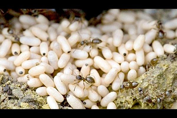 “Lộc trời” trứng kiến gai đen là đặc sản được tìm mua nhiều vào tầm tháng 4, 5 hàng năm.