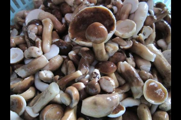 Nấm tràm Phú Quốc là loại nấm thường mọc trong rừng tràm nước hoặc tràm bông vàng.