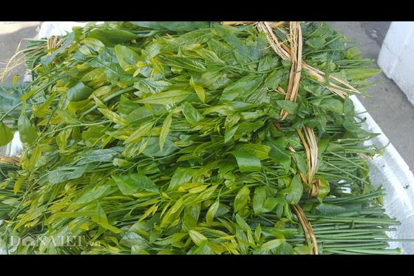 “Lộc trời” rau ngót rừng là đặc sản chỉ có ở các vùng núi đá trên Lạng Sơn, Thái Nguyên. Mùa rau ngót rừng rơi vào khoảng tháng 2, 3 âm lịch.