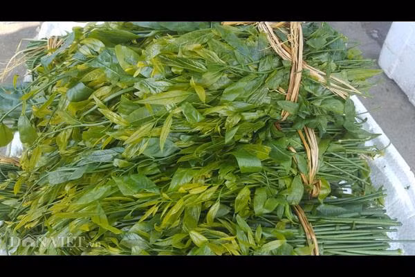 “Lộc trời” rau ngót rừng là đặc sản chỉ có ở các vùng núi đá trên Lạng Sơn, Thái Nguyên. Mùa rau ngót rừng rơi vào khoảng tháng 2, 3 âm lịch.