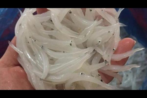 Cá ngần được mệnh danh là “lộc trời” vì chúng ko nuôi được mà chỉ sống trên sông.