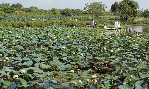 Hiện nay trung tâm bảo tồn, khai thác và phát triển nguồn gen cây sen (Trâu Quỳ- Gia Lâm- HN) đang trồng 39 loài sen khác nhau trên diện tích 10 ha.