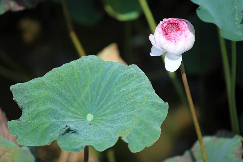 Sen nghìn cánh Nghi Lương lại có cấu tạo đặc biệt, khi bông hoa có tới "nghìn cánh" hồng quyến rũ, e ấp.
