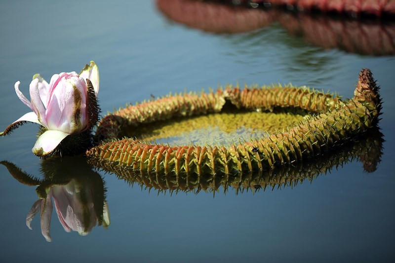 Trong khi đó, sen Vua là loài cây sống ở vùng nước nông thuộc lưu vực sông Amazon. Cây được con người tìm thấy và đem về trồng làm cảnh trong các ao hồ lớn.