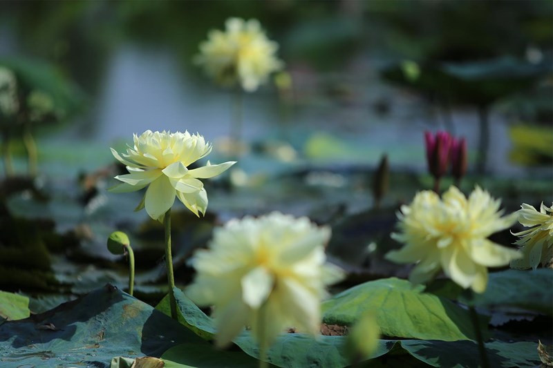 Trong số các loài sen tại đây, sen vàng táo là một trong những loài có mầu sắc đặc biệt, cánh hoa bung nở khoe sắc vàng.