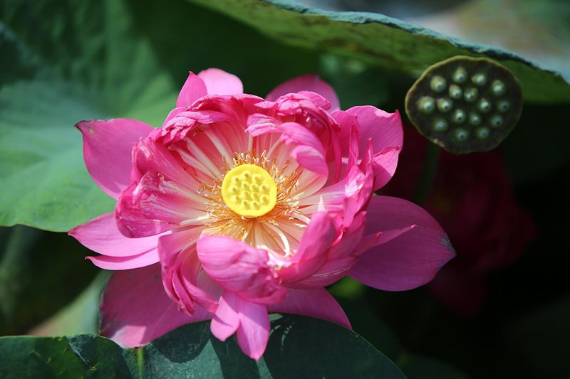 Khi nói đến mầu sắc của sen không thể không nhắc đến Huyết sen mầu sắc đỏ độc đáo.