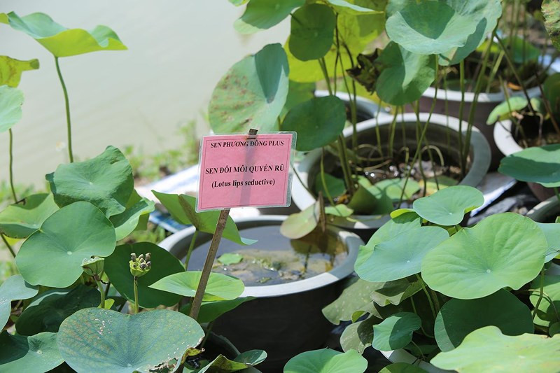Anh Hiệp - một người trực tiếp làm tại trung tâm cho biết: "Công việc sưu tầm, bảo tồn và phát triển các loại sen không chỉ ở Việt Nam. Các nước tại châu Á cũng trồng và bảo tồn các loài sen bản địa và sen ngoại nhập để nghiên cứu, nhân giống... như ở Nhật Bản, Trung Quốc.