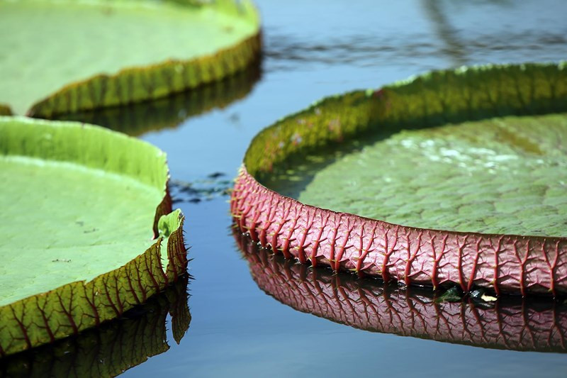 Mặt dưới lá sen có mầu đỏ với những đường gân to vững và lông gai, làm thành một bộ "khung xương", tránh khỏi bị động vật sống dưới nước phá hoại. Trong lá có rất nhiều hốc chứa khí khiến cho lá có sức nổi lớn. Một em bé nặng 20-30kg có thể ngồi chơi thoải mái trên lá sen vua. Nếu trải đều cát trên mặt lá, số cát có thể chứa được lên tới 75kg.